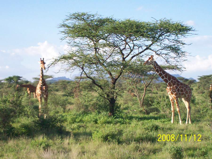 afrika1089.jpg