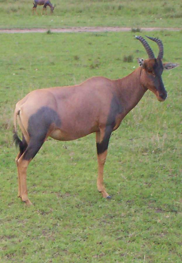 afrika1424.jpg