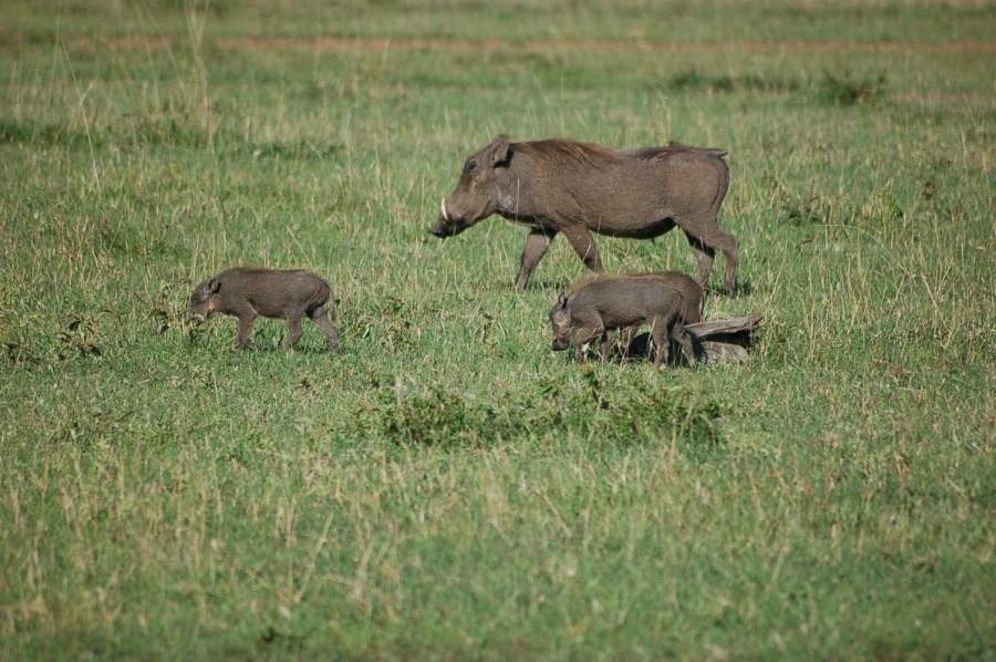 safari_i_kenya_2008_432.jpg