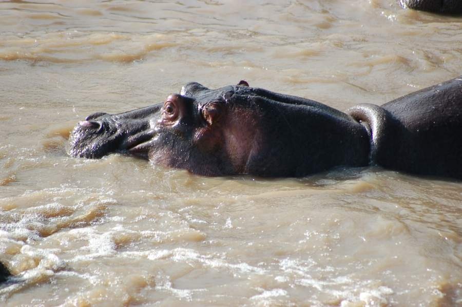 safari_i_kenya_2008_454.jpg